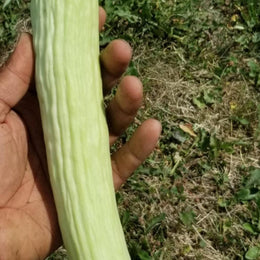 Armenian Cucumber Mix Organic 