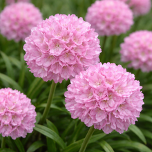 Armeria 'Dreameria Sweet Dream'