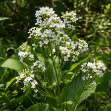Armoracia rusticana