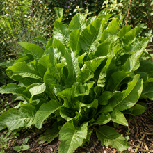 Armoracia rusticana