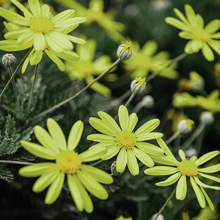Arnica (Arnica montana)