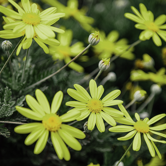 Des fleurs jaune pâle portent de longs pétales étroits et des centres dorés; des boutons ronds fermés se trouvent entre le feuillage fin gris-vert et les tiges. Plusieurs fleurs ouvertes occupent le cadre, leurs pétales entourant des centres visibles. Des tiges et feuilles vertes apparaissent entre les fleurs. Les détails floraux proches contrastent avec la végétation derrière; les fleurs présentent différentes hauteurs et orientations.