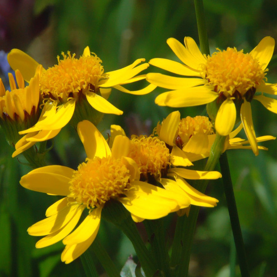 Arnica americana. Capitules d’arnica jaunes à cœur jaune sur leurs tiges. Le cadrage permet de voir les formes, les couleurs et les détails du sujet représenté. Les contours se détachent du fond de l’image, avec des différences de teinte et de texture visibles sur les surfaces. Cette vue accompagne la présentation du produit dans la boutique.