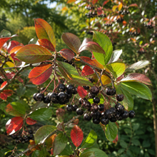 Aronia prunifolia 'Nero'
