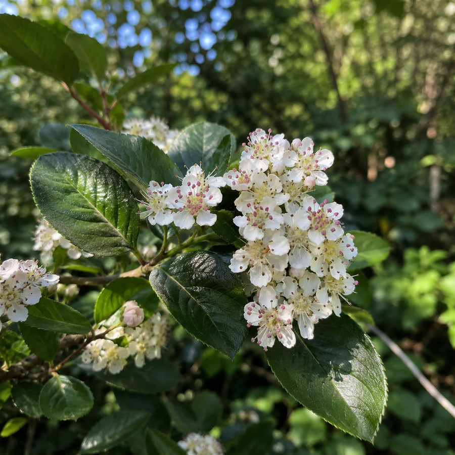 Aronia prunifolia 'Nero'