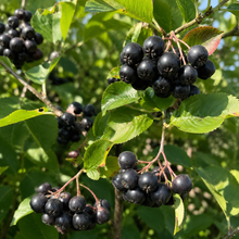 Aronia prunifolia 'Viking'
