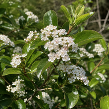 Aronia prunifolia 'Viking'