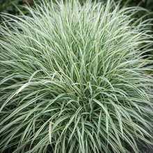 Arrhenatherum 'Variegatum'