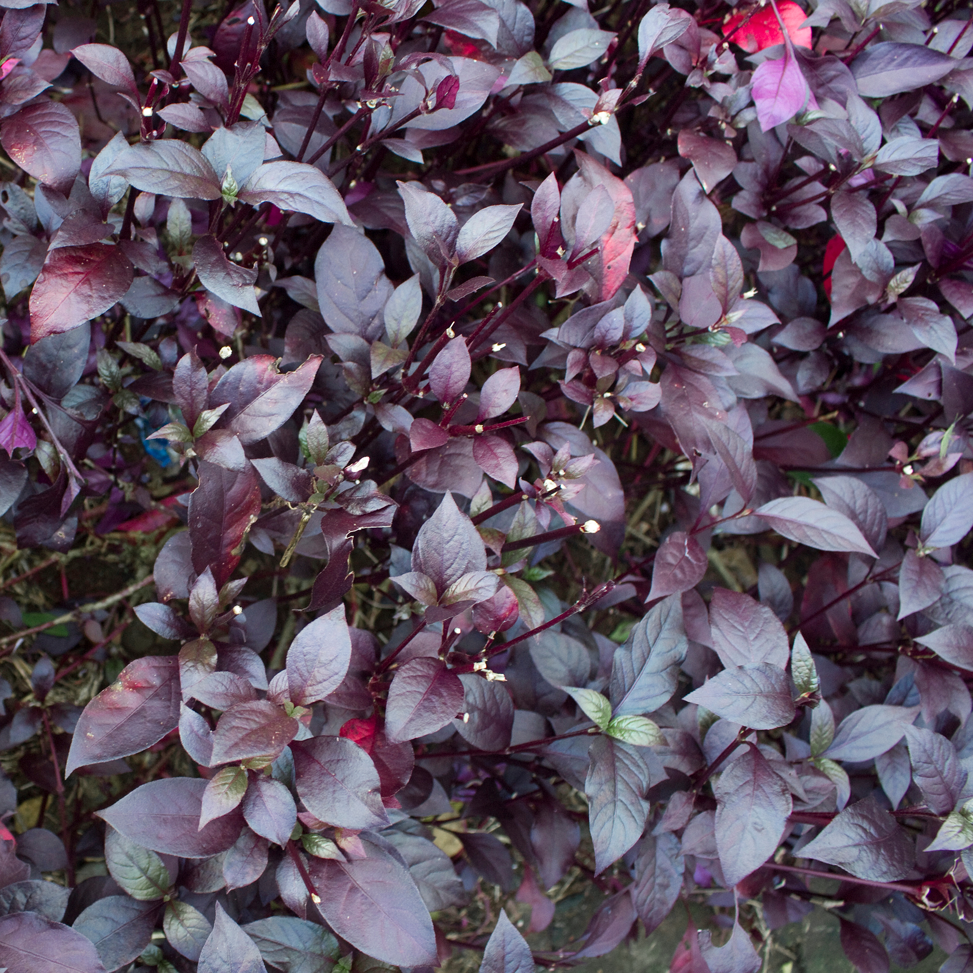 Orach 'Ruby Red'