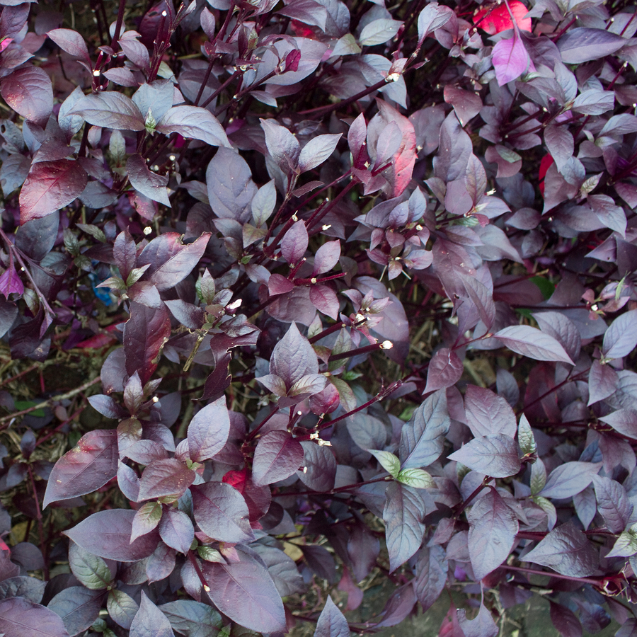 Arroche Ruby Red