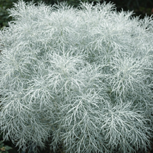 Artemisia 'Makana Silver'