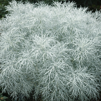 Artemisia 'Makana Silver'