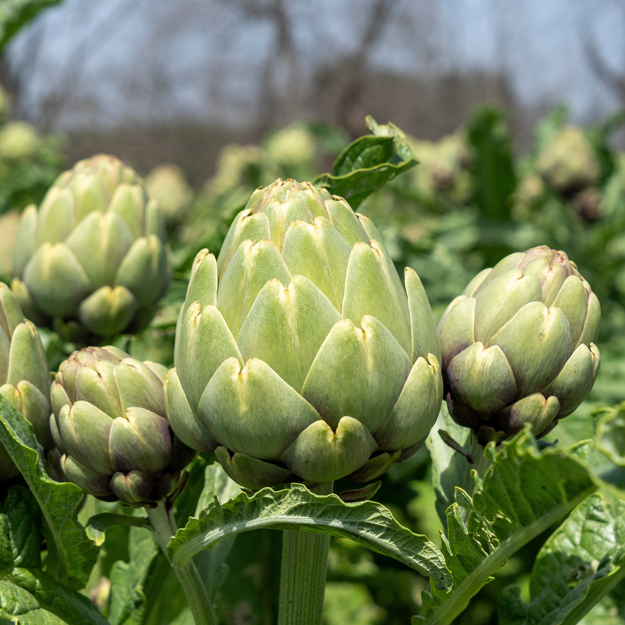 Artichoke