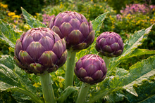 Artichoke 'Romanesco'