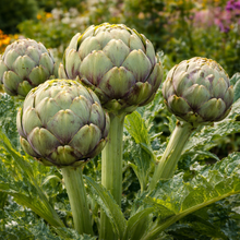 Organic 'Tavor' Artichoke