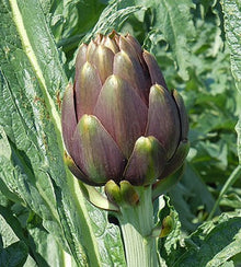Semences Artichaut 'Di Romagna' (Cynara cardunculus)