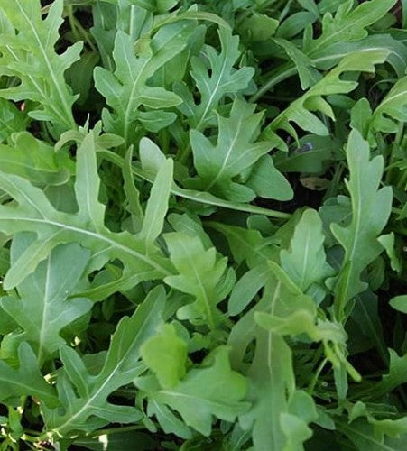 Semences Roquette cultivée 'Da Orto' (Eruca vesicaria)