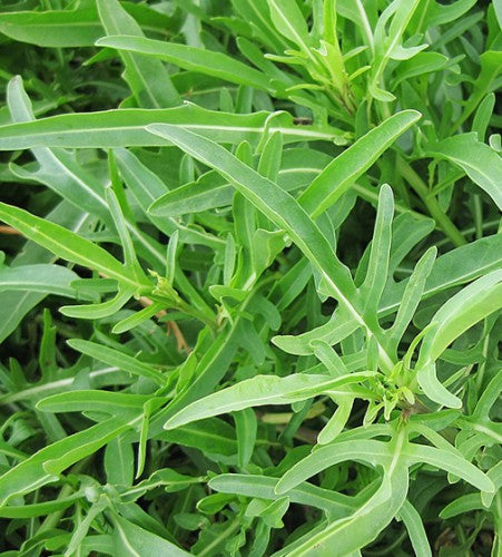 Product image of Arugula, a arugula cultivar supplied as Weston seed. The photograph shows the identifying appearance presented for this variety and helps gardeners recognize the packet or plant while comparing options for a home garden. For best results, label the row and observe the plants regularly as conditions change through the season. Adjust watering to rainfall, wind, container size, and the actual moisture at soil level.