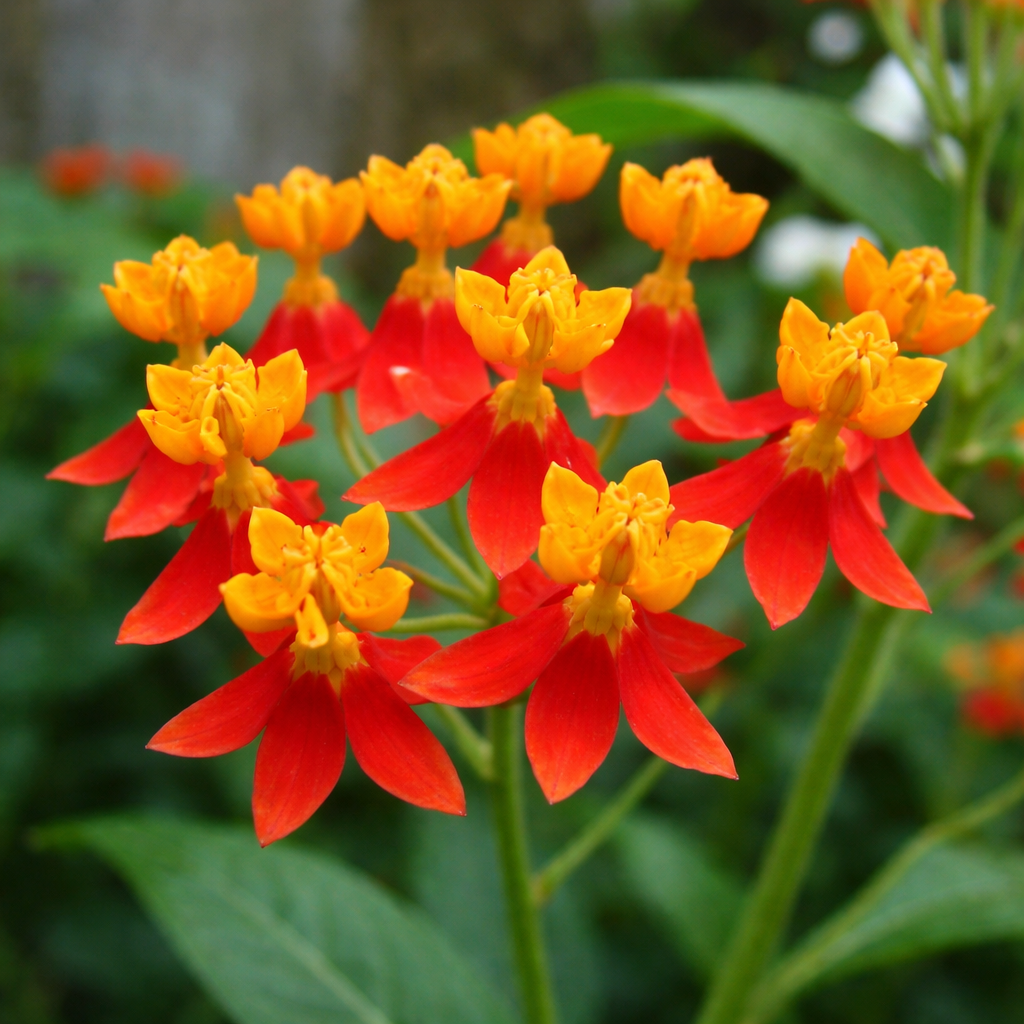 Milkweed 'Red Butterfly'