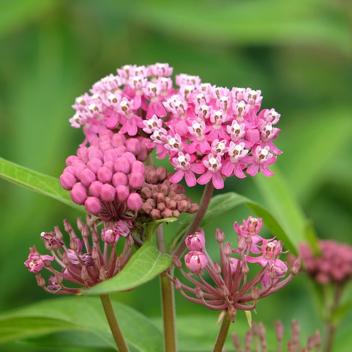 Swamp Milkweed