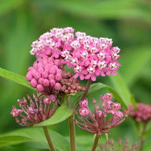 Swamp Milkweed