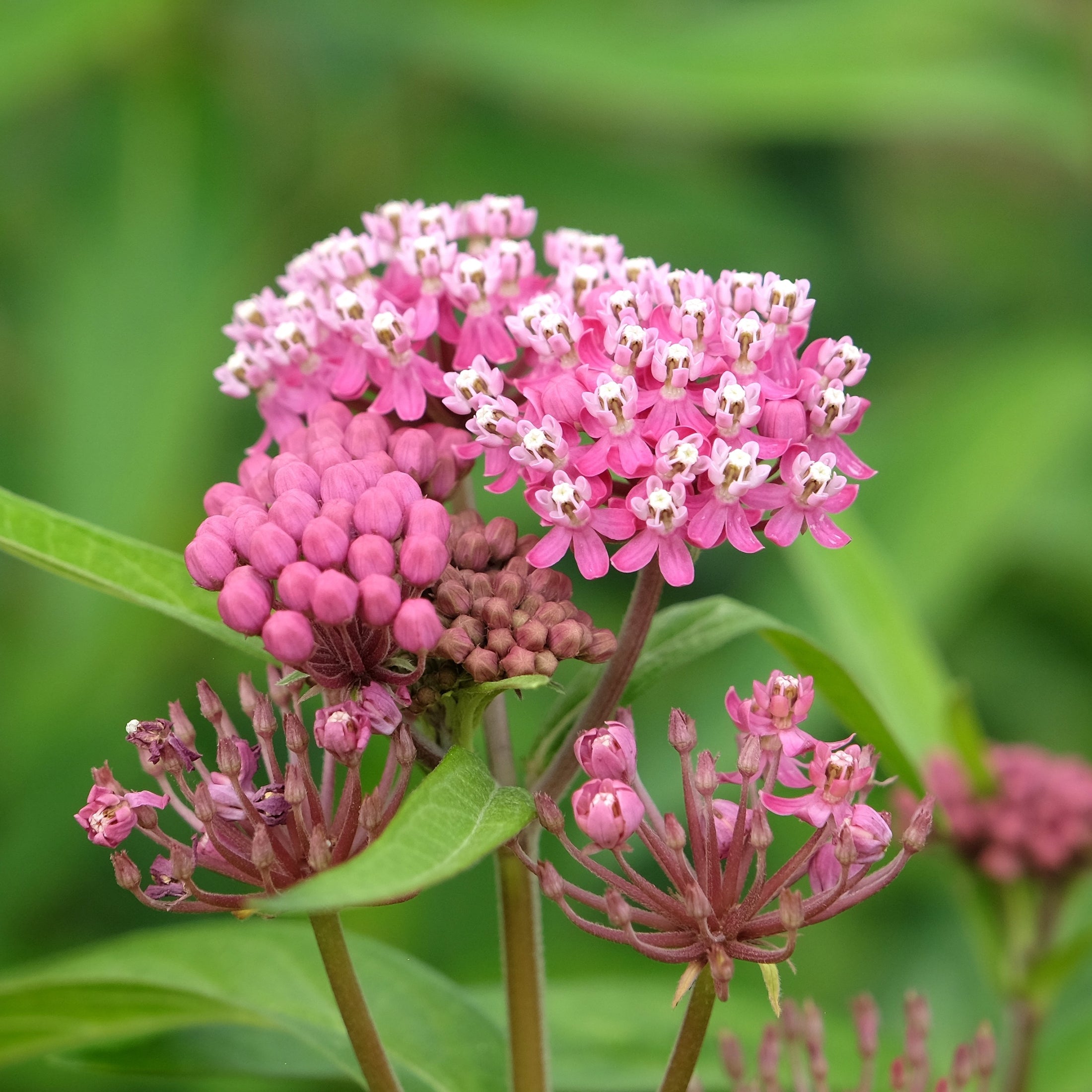 Swamp Milkweed