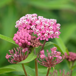 Swamp Milkweed