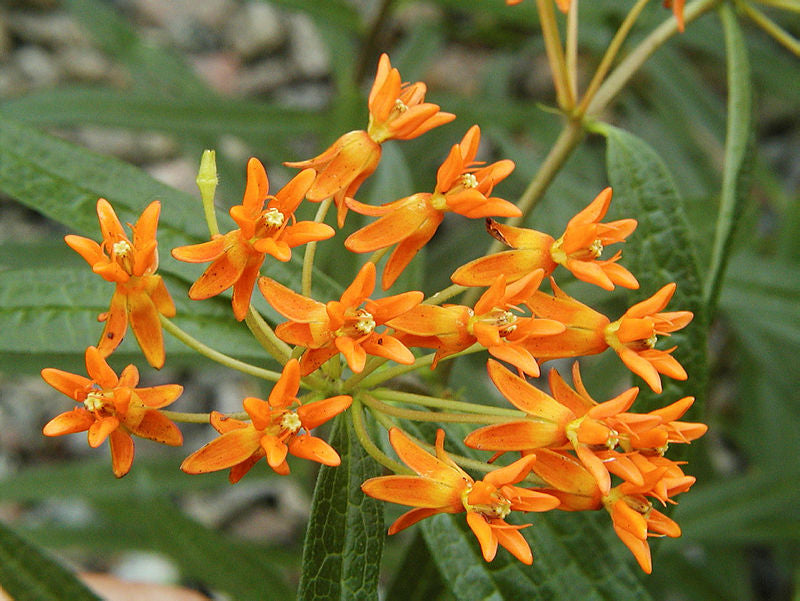 Asclépiade tubéreuse (<em>Asclepias tuberosa</em>)