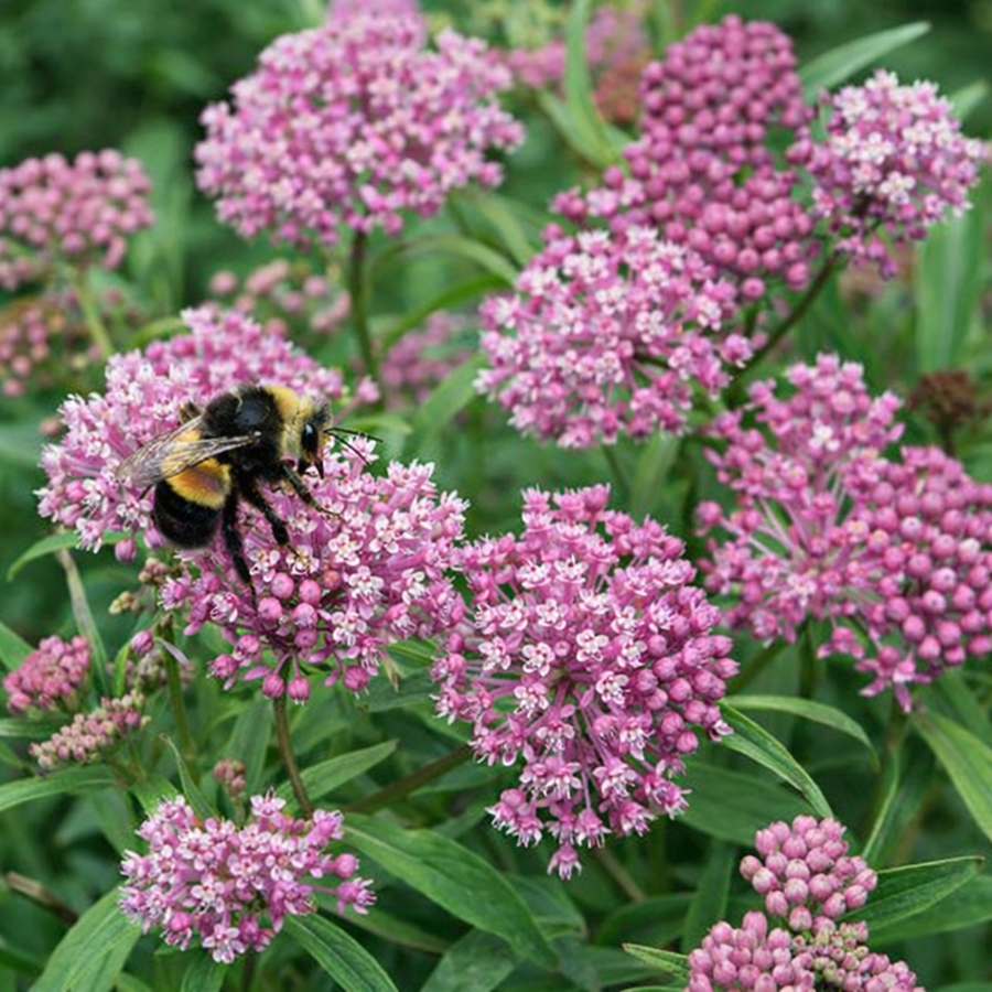 Asclepias 'Cinderella'