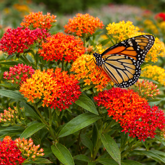 Asclépiade 'Gay Butterflies'. Les petites fleurs forment des groupes sur des tiges fines au-dessus des feuilles. Des tons jaunes, orange et rouges colorent les fleurs, avec des zones vives parmi les ombres. Un papillon orange et noir repose parmi les fleurs, avec les motifs de ses ailes bien visibles. Des feuilles vertes apparaissent autour des fleurs et entre les tiges de la photo. Plusieurs fleurs occupent le cadre, certaines de face et d'autres tournées de côté.