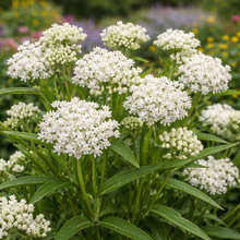 Asclepias 'Ice Ballet'