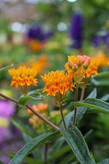 Asclepias tuberosa