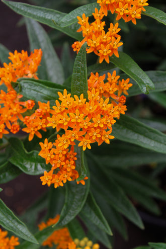 Asclépiade tubéreuse. Les petites fleurs forment des groupes sur des tiges fines au-dessus des feuilles. Des tons orange colorent les fleurs, avec des zones vives et ombragées sur les pétales. Les petites fleurs ouvertes se répètent en groupes serrés, avec des boutons près de certaines parties. Des feuilles vertes apparaissent autour des fleurs et entre les tiges de la photo. La vue de près montre les pétales et le cœur de la fleur en détail.