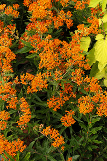 Asclepias tuberosa
