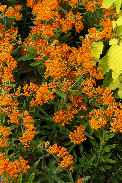 Asclepias tuberosa