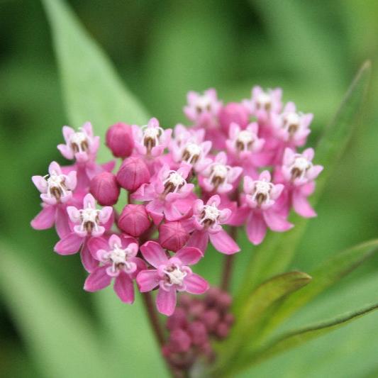 Image officielle de Asclépiade des Marais, Asclepias incarnata, associée au petit sachet de.