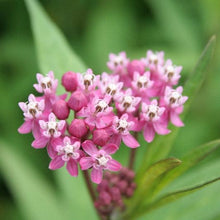 Image officielle de Asclépiade des Marais, Asclepias incarnata, associée au petit sachet de.