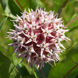 Image officielle de Asclépiade odorante, Asclepias speciosa, associée au petit sachet de semences.