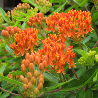 Image officielle de Asclépiade tubéreuse, Asclepias tuberosa, associée au petit sachet de semences.