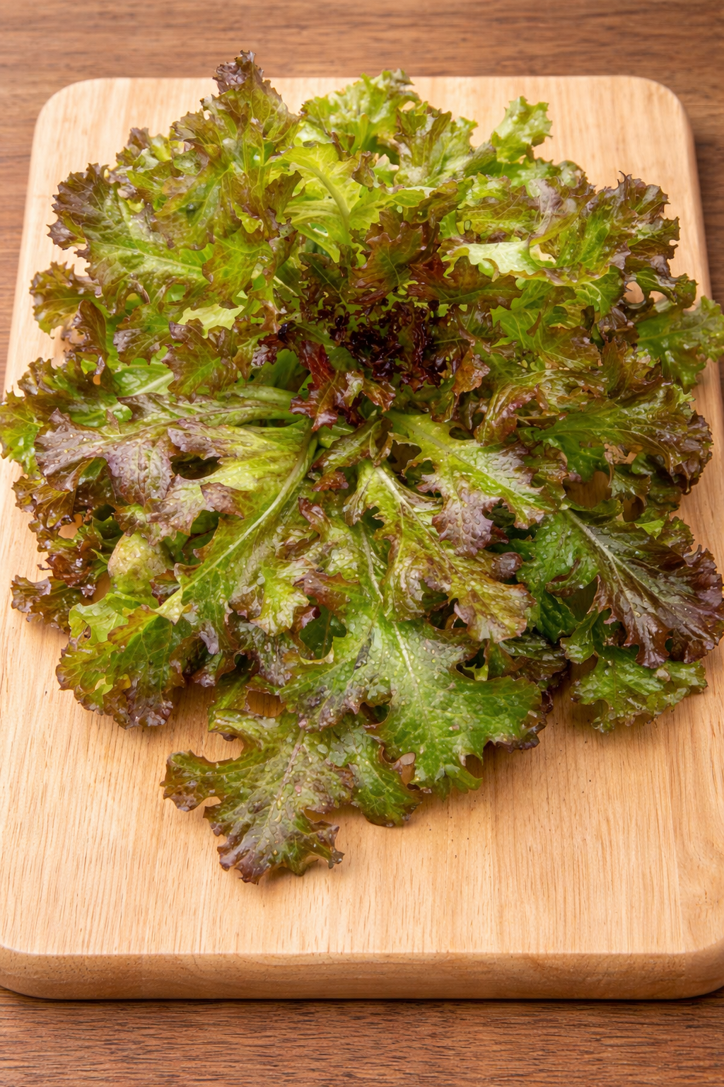 ‘Ashley’ leaf lettuce, ecologically grown seeds (<em>Lactuca sativa</em>)