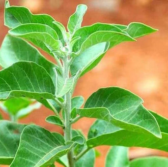 Organic Ashwagandha Seeds by Gaia, product image prepared for Canadian gardeners.