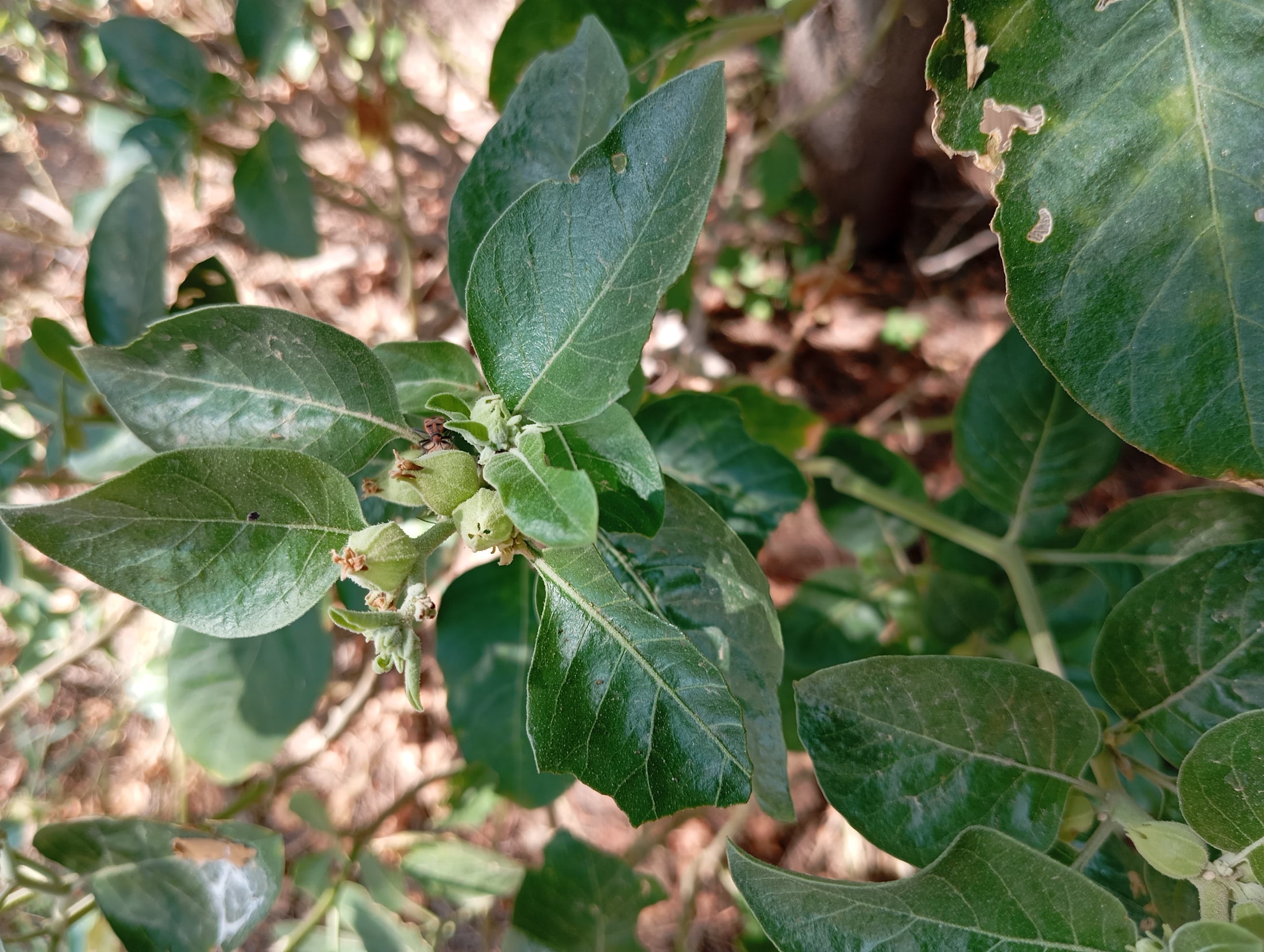 Ashwagandha