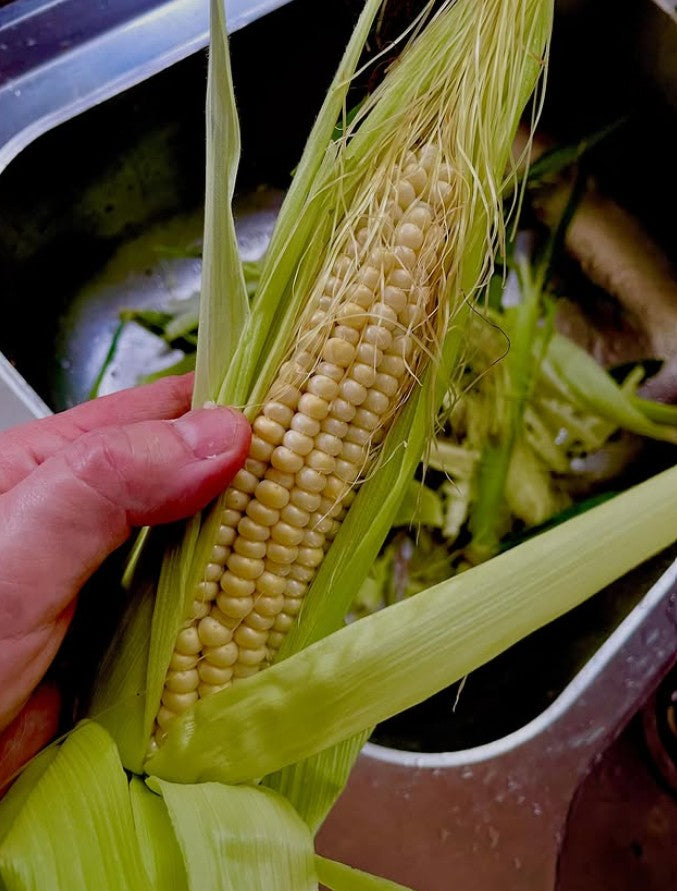 Maïs doux jaune ‘Ashworth’, semences biologiques (<em>Zea mays</em>)
