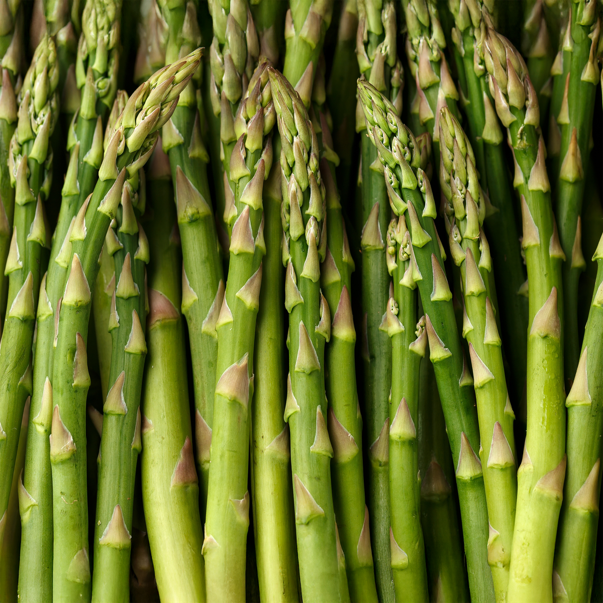 Asperge
