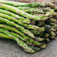 Asparagus 'Guelph Millenium'