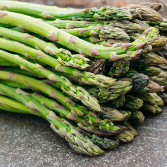 Photo d'Asperge 'Guelph Millennium' F1. Le visuel permet d'observer les contours, les teintes et la disposition des éléments présentés. Les détails de forme et les contrastes donnent un aperçu de l'apparence de cette plante ou de sa récolte. Cette photographie accompagne la variété nommée afin de l'identifier dans la sélection de semences.