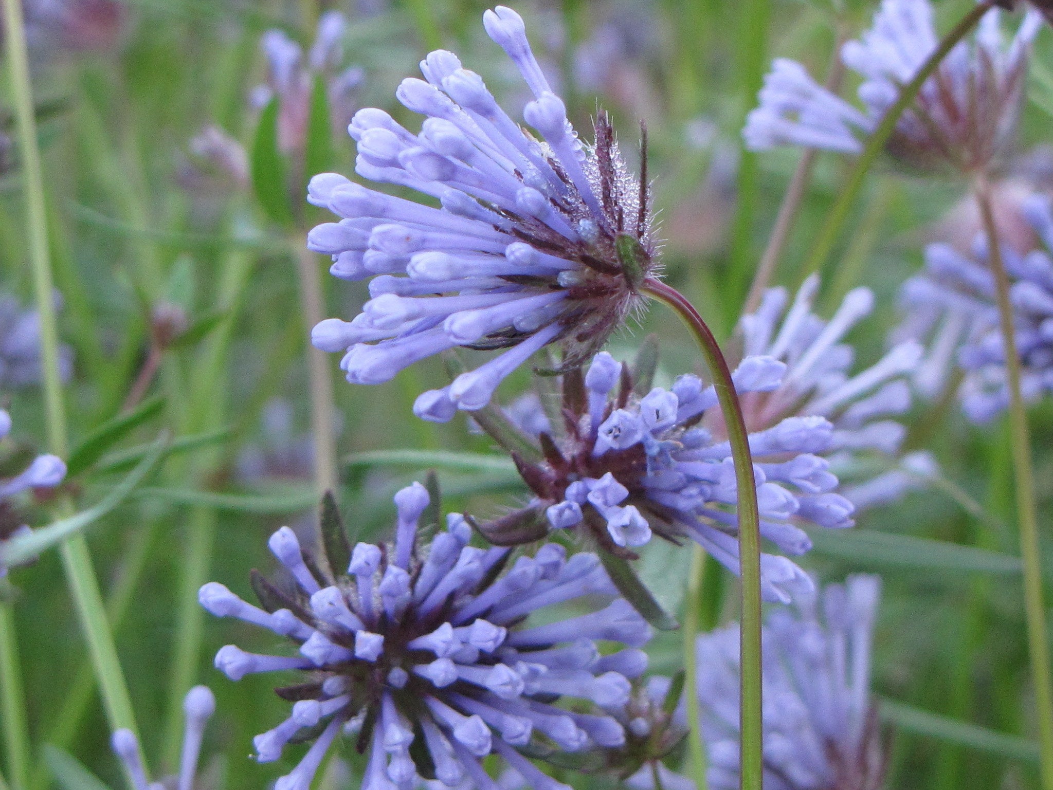 Aspérule azurée