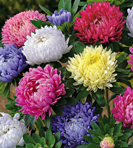 Semences Mélange d’asters annuels 'California Giant'