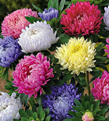 Semences Mélange d’asters annuels 'California Giant'