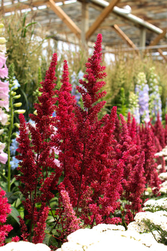 Astilbe 'Glut'. De fins groupes floraux ramifiés montent sur les tiges et dessinent un contour plumeux. Les pétales rouges ressortent bien, avec des zones ombragées entre les parties de la fleur. De petites fleurs bordent les fines branches et donnent à chaque groupe une texture légère. Des feuilles vertes apparaissent autour des fleurs et entre les tiges de la photo. Une structure de serre se trouve derrière les plantes, au-dessus des rangées de feuillage.